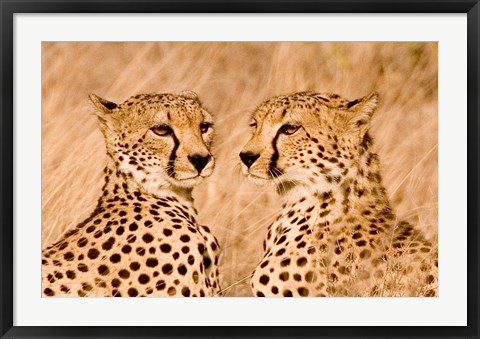 Framed Kenya, Masai Mara National Reserve. Two cheetahs Print