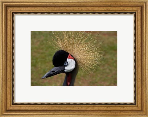 Framed Kenya, Masai Mara, Crowned crane bird Print