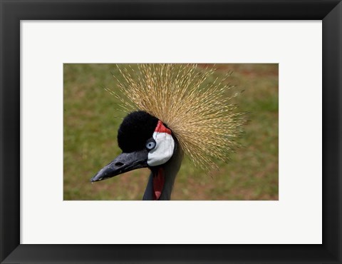 Framed Kenya, Masai Mara, Crowned crane bird Print