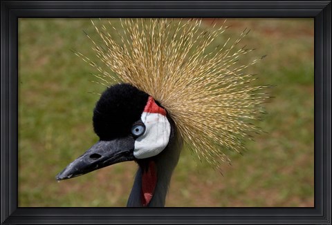 Framed Kenya, Masai Mara, Crowned crane bird Print