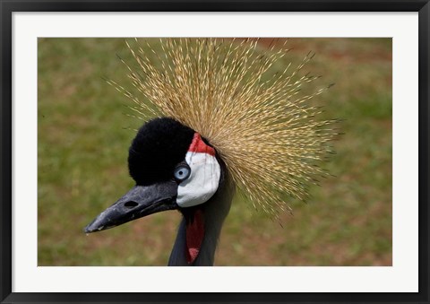 Framed Kenya, Masai Mara, Crowned crane bird Print