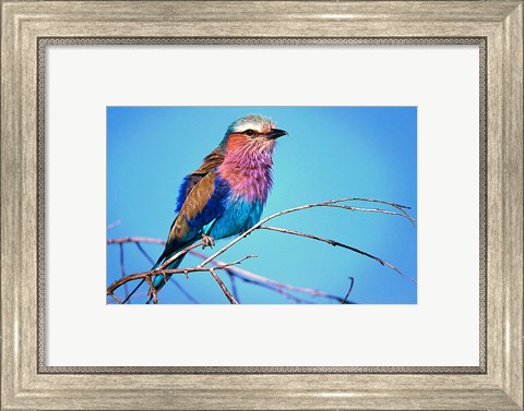 Framed Kenya, Masai Mara, Lilac-breasted roller bird Print