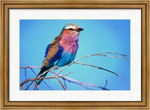 Framed Kenya, Masai Mara, Lilac-breasted roller bird Print