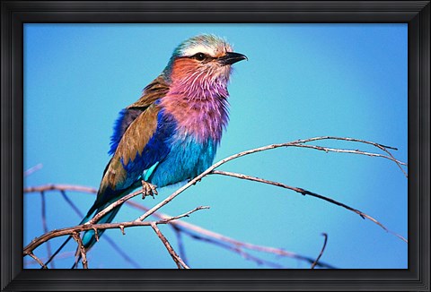 Framed Kenya, Masai Mara, Lilac-breasted roller bird Print