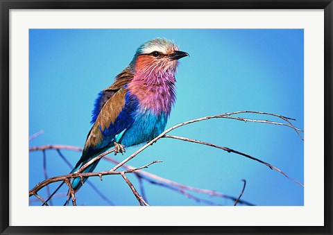 Framed Kenya, Masai Mara, Lilac-breasted roller bird Print