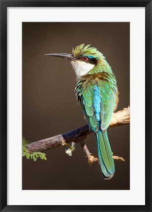 Framed Kenya, Samburu NR, Somali bee-eater, tropical bird Print