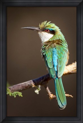 Framed Kenya, Samburu NR, Somali bee-eater, tropical bird Print