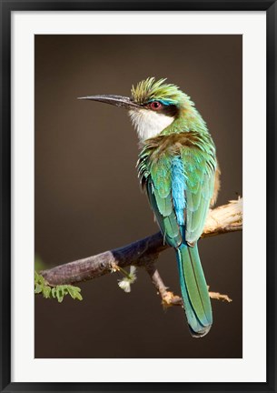 Framed Kenya, Samburu NR, Somali bee-eater, tropical bird Print