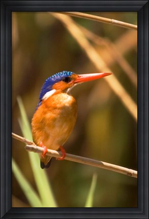 Framed Malawi, Liwonde NP, Malachite kingfisher bird on branch Print