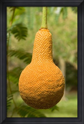 Framed Malawi; Mangochi; Lake Malawi; Fruit, Club Makakola Print