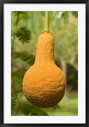 Framed Malawi; Mangochi; Lake Malawi; Fruit, Club Makakola Print