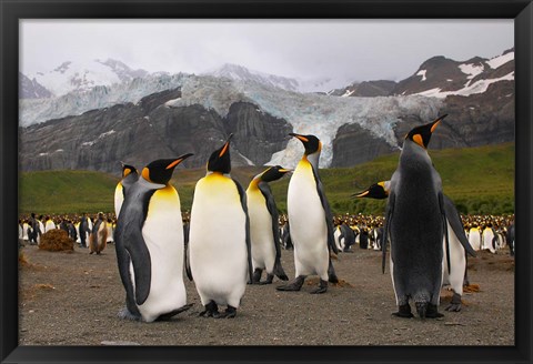 Framed King penguins, Gold Harbor, South Georgia Print