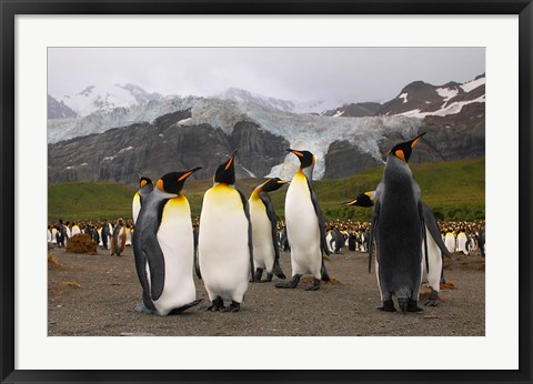 Framed King penguins, Gold Harbor, South Georgia Print