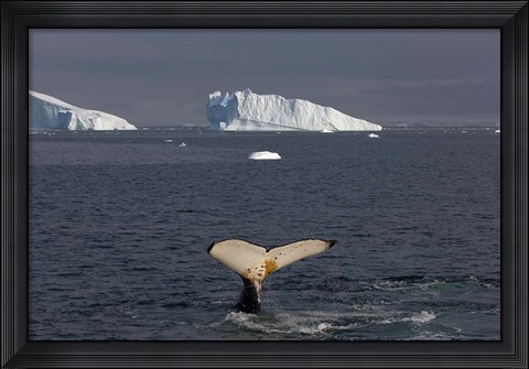 Framed Humpback whale, Western Antarctic Peninsula Print