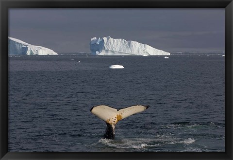 Framed Humpback whale, Western Antarctic Peninsula Print