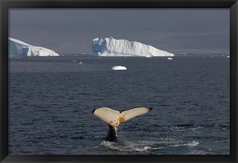 Framed Humpback whale, Western Antarctic Peninsula Print