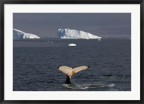 Framed Humpback whale, Western Antarctic Peninsula Print