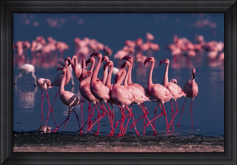 Framed Lesser Flamingo, Kenya Print