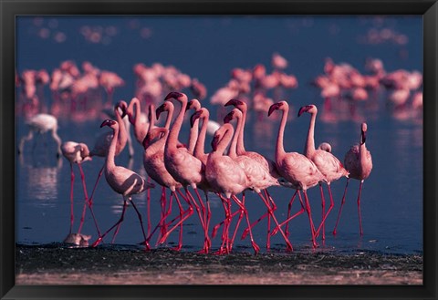 Framed Lesser Flamingo, Kenya Print