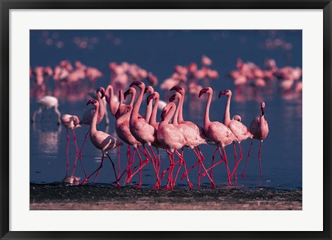 Framed Lesser Flamingo, Kenya Print