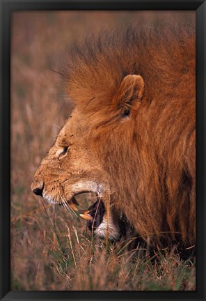 Framed Male Lion, Masai Mara, Kenya Print