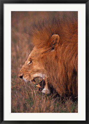 Framed Male Lion, Masai Mara, Kenya Print