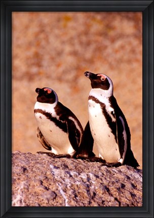 Framed Jackass Penguins, Simons Town, South Africa Print