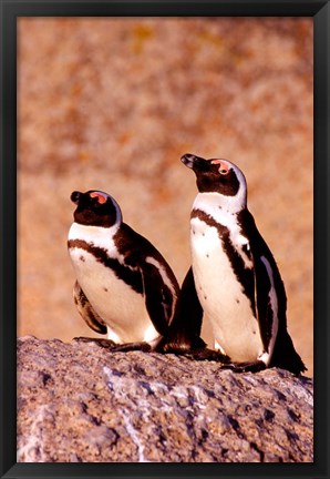 Framed Jackass Penguins, Simons Town, South Africa Print