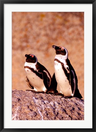 Framed Jackass Penguins, Simons Town, South Africa Print