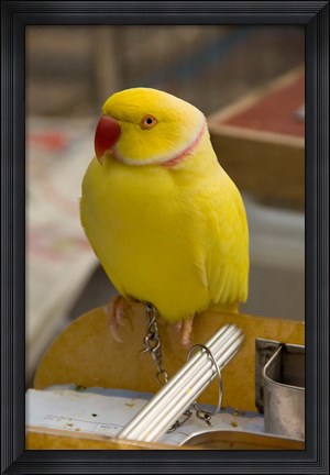 Framed Hong Kong. Bird Garden, parrot tropical bird Print