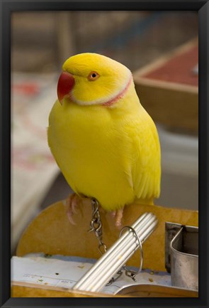 Framed Hong Kong. Bird Garden, parrot tropical bird Print