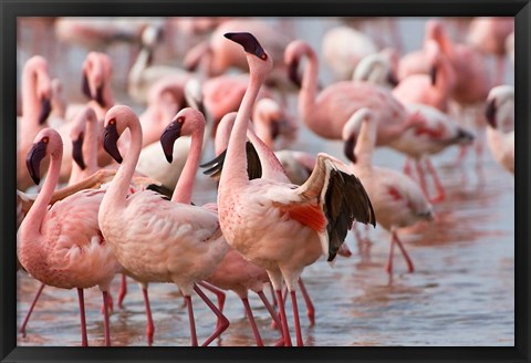 Framed Kenya, Lake Nakuru, Flamingo tropical birds Print