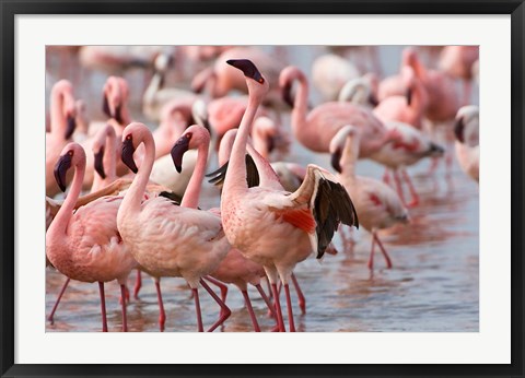 Framed Kenya, Lake Nakuru, Flamingo tropical birds Print