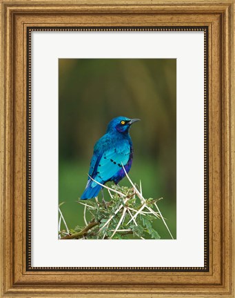 Framed Kenya, Lake Nakuru, Starling bird, thorny acacia tree Print