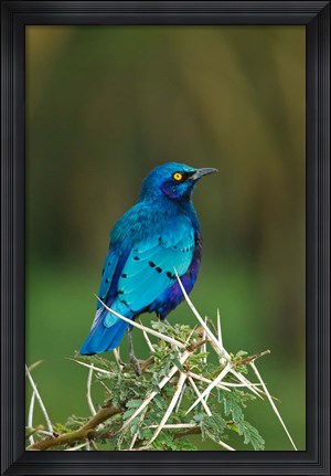 Framed Kenya, Lake Nakuru, Starling bird, thorny acacia tree Print