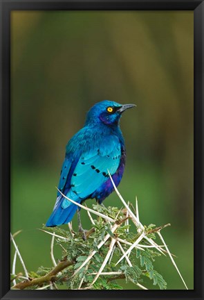 Framed Kenya, Lake Nakuru, Starling bird, thorny acacia tree Print