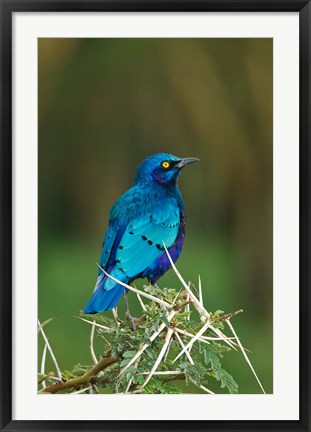 Framed Kenya, Lake Nakuru, Starling bird, thorny acacia tree Print