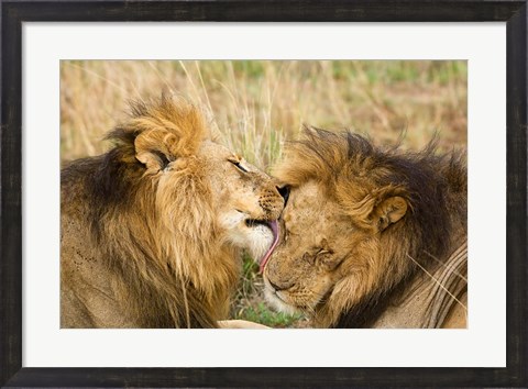 Framed Kenya, Masai Mara, Male lions Print