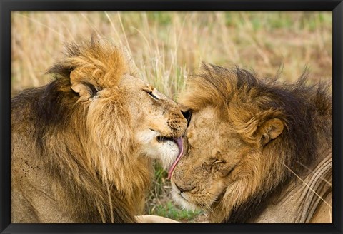 Framed Kenya, Masai Mara, Male lions Print