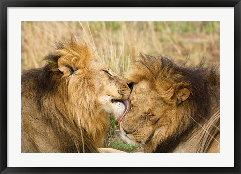 Framed Kenya, Masai Mara, Male lions Print