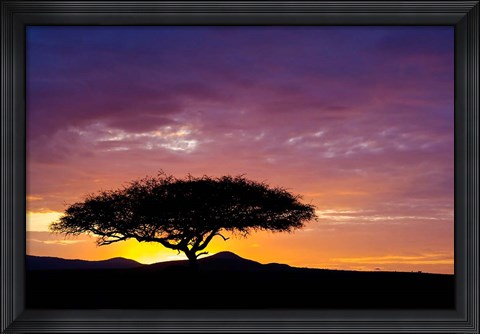 Framed Kenya, Masai Mara. Sunrise silhouette, acacia tree Print