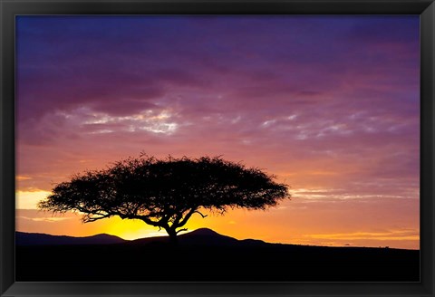 Framed Kenya, Masai Mara. Sunrise silhouette, acacia tree Print