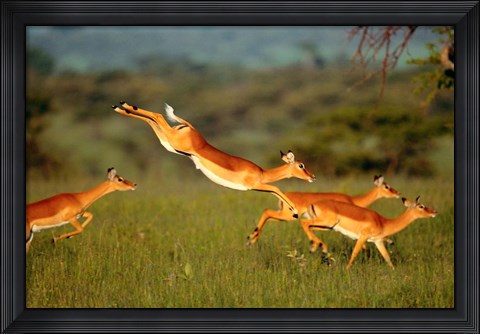 Framed Impala, Aepyceros melampus, Mara River, Kenya Print