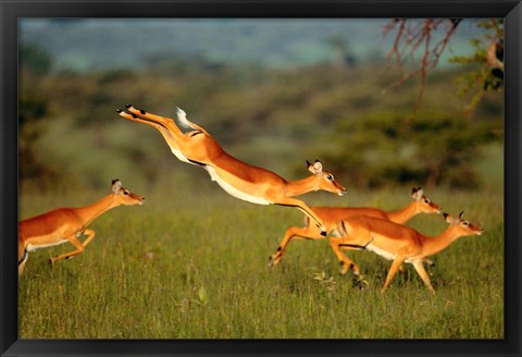 Framed Impala, Aepyceros melampus, Mara River, Kenya Print