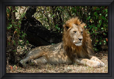 Framed Kenya, Masai Mara Game Reserve, lion in bushes Print