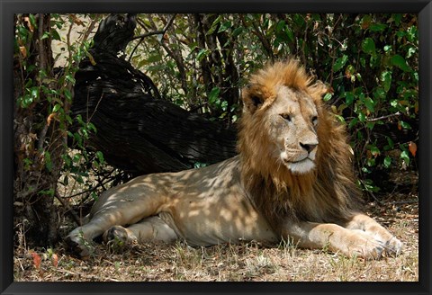 Framed Kenya, Masai Mara Game Reserve, lion in bushes Print