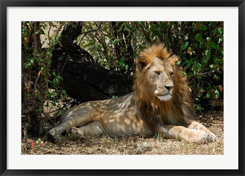 Framed Kenya, Masai Mara Game Reserve, lion in bushes Print