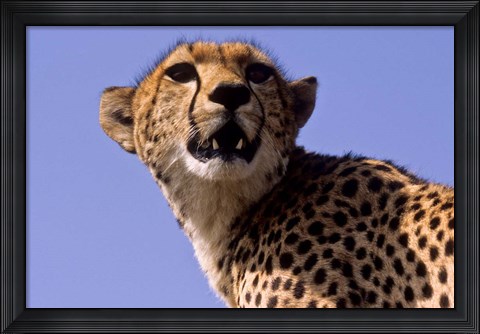 Framed Kenya, Masai Mara National Reserve. Female Cheetah Print