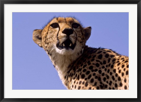 Framed Kenya, Masai Mara National Reserve. Female Cheetah Print