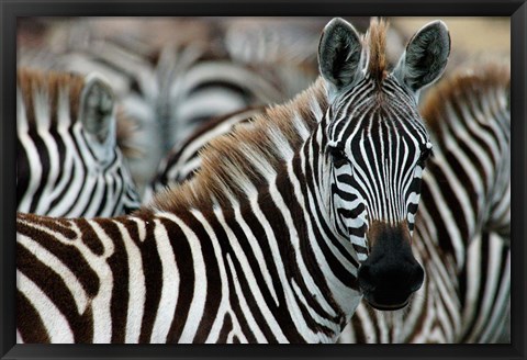 Framed Kenya: Masai Mara Game Reserve, Burchell&#39;s zebra Print